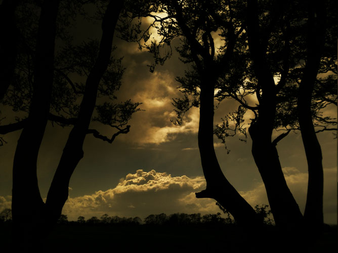 Irish landscape photograph of The Dark Hedges, Stranocum, Northern Ireland photo 2389 photo icon.