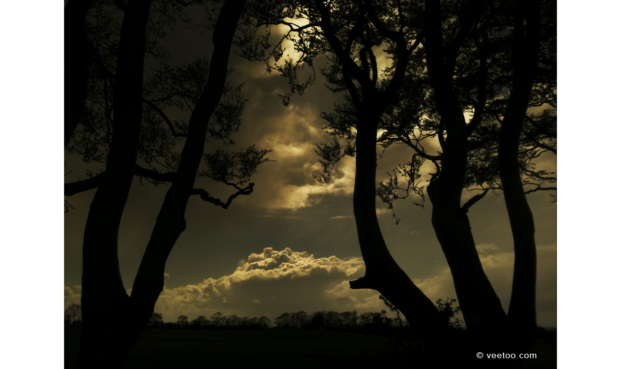 Irish landscape photograph of The Dark Hedges, Northern Ireland.