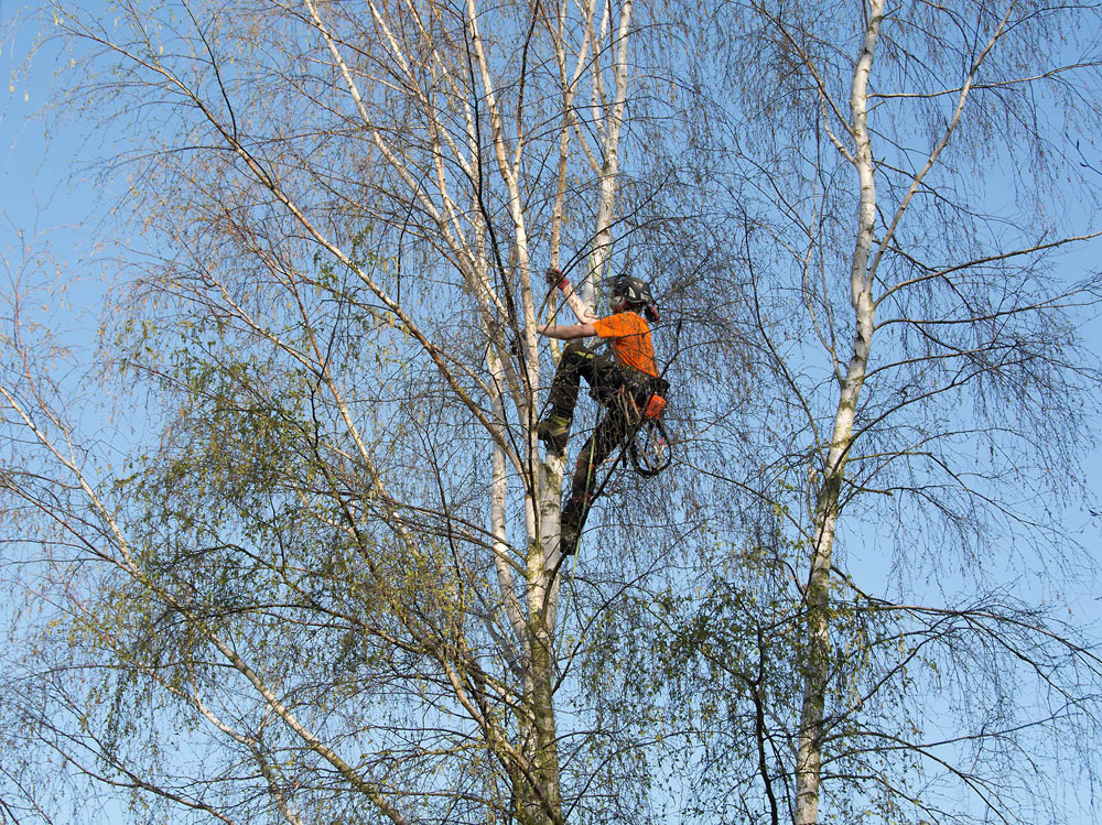 Web designers Belfast portfolio web site - photo 1586 photo icon of man in tree